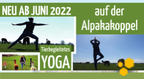 meise3 Alpaka-Yoga | Tierbegleitetes YinYoga